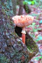 Orange mushroom with upturned cap growing in tree