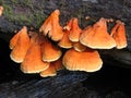 Orange Mushrooms