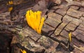 Orange mushrooms Calocera vistsosa surrounded by moss