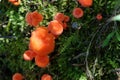 Orange mushrooms on a green moss background