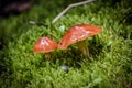 Orange Mushrooms in the Green Moss Royalty Free Stock Photo