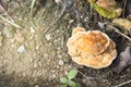 The orange mushrooms grow.