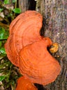 Orange mushrooms grow wild in the nature Royalty Free Stock Photo