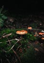 Orange mushrooms growing in the moss in dark forest at autumn. Vertical moody photo of mushrooms in green grass