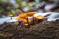 Orange mushrooms growing on a tree trunk covered with snow. Royalty Free Stock Photo