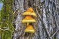 Orange Mushrooms Horizontal Format