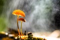 Orange mushrooms, Marasmius siccus Royalty Free Stock Photo
