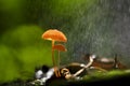 Orange mushrooms, Marasmius siccus Royalty Free Stock Photo