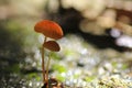 Orange mushrooms, Marasmius siccus Royalty Free Stock Photo