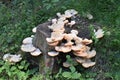 The orange mushrooms on the rotten stump Royalty Free Stock Photo