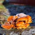 Orange mushrooms on a stub Royalty Free Stock Photo