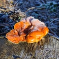Orange mushrooms on a stub Royalty Free Stock Photo