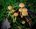 Orange Mushrooms, Toadstools found in wood.