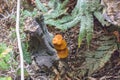 Orange mushrooms on tree stump in a forest