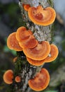 Orange mushrooms on tree trunk, Pycnoporus sanguineus