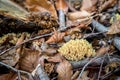 Orange mushrooms Yellow Stagshorn Calocera viscosa surrounded by rotten wood and autumn leaves.