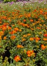 Orange narrow leaf zinnia in the garden