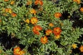 Orange narrow leaf zinnia in the garden