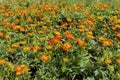 Orange narrow leaf zinnia in the garden