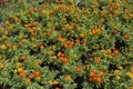 Orange narrow leaf zinnia in the garden