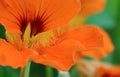 Orange nasturtium flower abstract macro Royalty Free Stock Photo