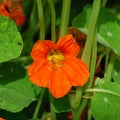 Orange nasturtium flower Royalty Free Stock Photo