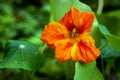 Orange nasturtium flower in the garden, selective focus. Royalty Free Stock Photo