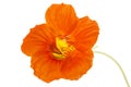 Orange nasturtium flower isolated