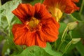 Orange nasturtium flower, macro shot