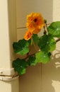 Orange Nasturtium flower in a pot Royalty Free Stock Photo