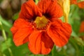 Orange nasturtium flower, selective focus