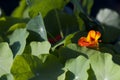 Orange Nasturtium Flower Royalty Free Stock Photo