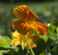 Orange Nasturtium Flower in Sun Royalty Free Stock Photo
