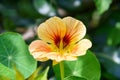 Orange Nasturtium flower. Tropaeolum majus Royalty Free Stock Photo