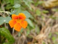 Orange nasturtium flower in a wild garden. Royalty Free Stock Photo