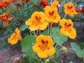 Orange nasturtium flowers lat. Tropaeolum