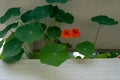 Orange nasturtium flowers in a cement flower pot.