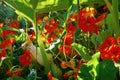 Orange nasturtiums amidst squash plants in a vegetable garden