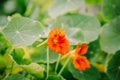 Orange nasturtiums close up view Royalty Free Stock Photo