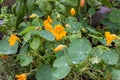 Orange nasturtiums