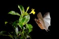 Orange nectar bat, Lonchophylla robusta, flying bat in dark night. Nocturnal animal in flight with yellow feed flower. Wildlife ac Royalty Free Stock Photo