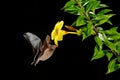 Orange nectar bat, Lonchophylla robusta, flying bat in dark night. Nocturnal animal in fly with yellow feed flower. Wildlife actio Royalty Free Stock Photo