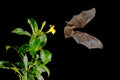 Orange nectar bat, Lonchophylla robusta, flying bat in dark night. Nocturnal animal in fly with yellow feed flower. Wildlife actio Royalty Free Stock Photo