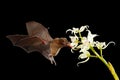 Orange nectar bat, Lonchophylla robusta, flying bat in dark night. Nocturnal animal in flight with white orchid flower. Wildlife Royalty Free Stock Photo