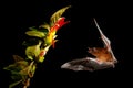 Orange nectar bat, Lonchophylla robusta, flying bat in dark night. Nocturnal animal in flight with yellow feed flower. Wildlife ac Royalty Free Stock Photo