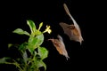 Orange nectar bat, Lonchophylla robusta, flying bat in dark night. Nocturnal animal in flight with yellow feed flower. Wildlife Royalty Free Stock Photo