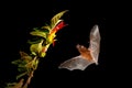 Orange nectar bat, Lonchophylla robusta, flying bat in dark night. Nocturnal animal in flight with yellow feed flower. Wildlife