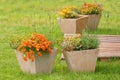 Orange Nemesia or Cape Jewels flower . Summer garden inspiration for container plants Royalty Free Stock Photo