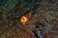 Orange nemo clownfish in its habitat Royalty Free Stock Photo