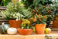 Orange nightshade berries and small paprika fruits in clay pots, greenhouse garden decor. Fresh natural vegetables in pots. Autumn Royalty Free Stock Photo